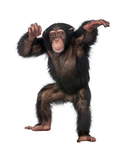Photo of Young Chimpanzee dancing