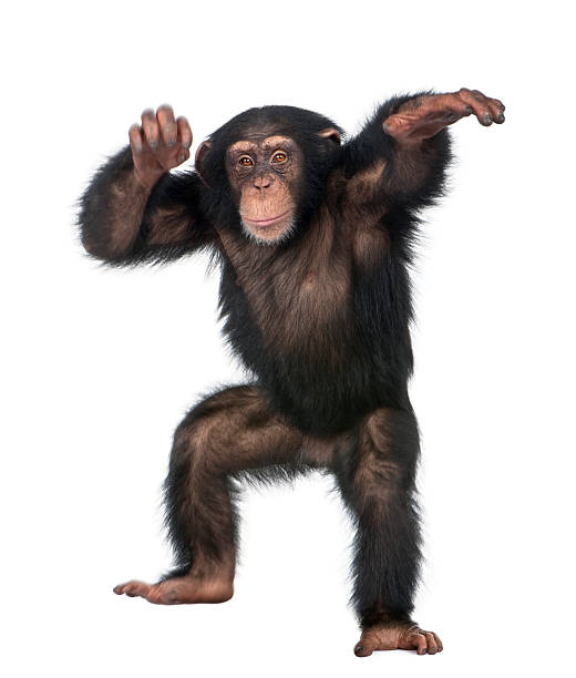 dança jovem chimpanz�é - play the ape imagens e fotografias de stock