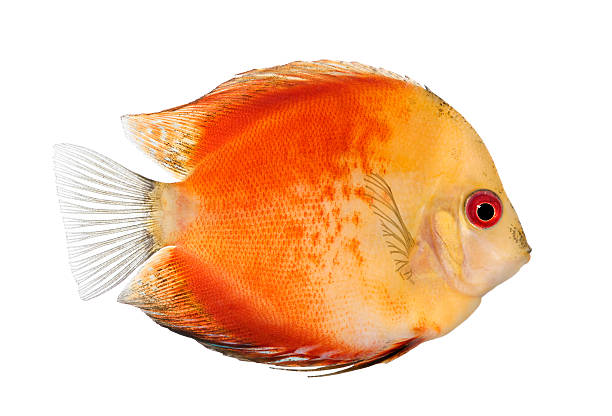 istock Fire Red Discus (fish) - Symphysodon aequifasciatus 93217774