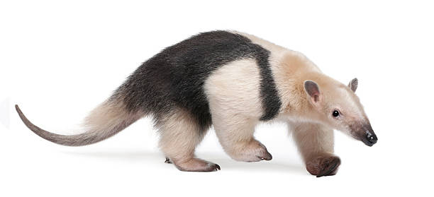 Collared Anteater - Tamandua tetradactyla  anteater stock pictures, royalty-free photos & images