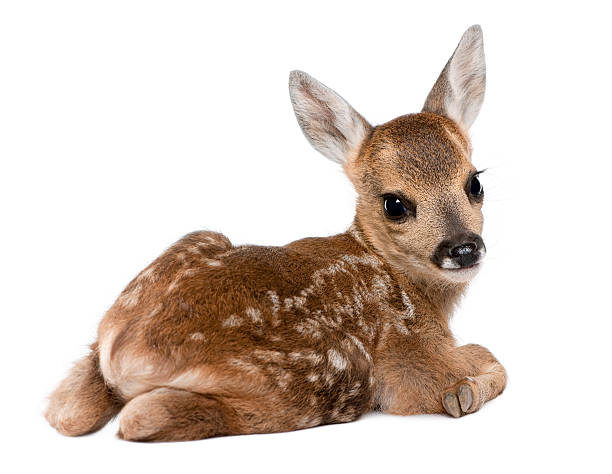 15 day old roe deer fawn lying down isolated on white Roe deer Fawn (15 days old) in front of a white background. fawn young deer stock pictures, royalty-free photos & images