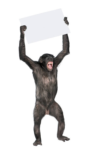 An uptight chimp holding up a blank placard Protesting monkey in front of a white background.

[url=http://www.istockphoto.com/user_view.php?id=902692][img]http://lifeonwhite.com/i/T1.jpg[/img][/url]
[img]http://lifeonwhite.com/i/t2.jpg[/img][/url]
[url=http://www.istockphoto.com/file_search.php?text=dog+or+cat&x=30&y=10&action=file&filetypeID=0&s1=0&membername=globalp][img]http://lifeonwhite.com/i/1A.jpg[/img][/url]
[url=http://www.istockphoto.com/file_search.php?text=wildcat+or+lion+or+Cheetah&x=30&y=10&action=file&filetypeID=0&s1=0&membername=globalp][img]http://lifeonwhite.com/i/2.jpg[/img][/url]
[url=http://www.istockphoto.com/file_search.php?text=bird&x=30&y=10&action=file&filetypeID=0&s1=0&membername=globalp][img]http://lifeonwhite.com/i/5.jpg[/img][/url]
[url=http://www.istockphoto.com/file_search.php?text=Rodent+or+bunny+or+ferret+or+rabbit&x=30&y=10&action=file&filetypeID=0&s1=0&membername=globalp][img]http://lifeonwhite.com/i/4A.jpg[/img][/url]
[url=http://www.istockphoto.com/file_search.php?text=frog+or+koala+or+snail+or+porcupine+or+turtle+or+reptile+or+spider+or+zoo+or+circus&x=30&y=10&action=file&filetypeID=0&s1=0&membername=globalp][img]http://lifeonwhite.com/i/7.jpg[/img][/url]
[url=http://www.istockphoto.com/file_search.php?text=farm+or+cow+or+horse+or+duck+or+donkey+or+poultry+or+goat+or+pig+or+turkey+or+chick&x=30&y=10&action=file&filetypeID=0&s1=0&membername=globalp][img]http://lifeonwhite.com/i/8.jpg[/img][/url]
[url=http://www.istockphoto.com/file_search.php?text=fish+or+water&x=30&y=10&action=file&filetypeID=0&s1=0&membername=globalp][img]http://lifeonwhite.com/i/9.jpg[/img][/url]
[url=http://www.istockphoto.com/file_search.php?text=insect+or+bug+or+insects+or+bugs&x=30&y=10&action=file&filetypeID=0&s1=0&membername=globalp][img]http://lifeonwhite.com/i/10.jpg[/img][/url] angry monkey stock pictures, royalty-free photos & images