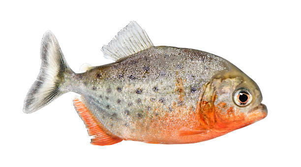 vista laterale di un piranha pesci serrasalmus nattereri - piranha foto e immagini stock