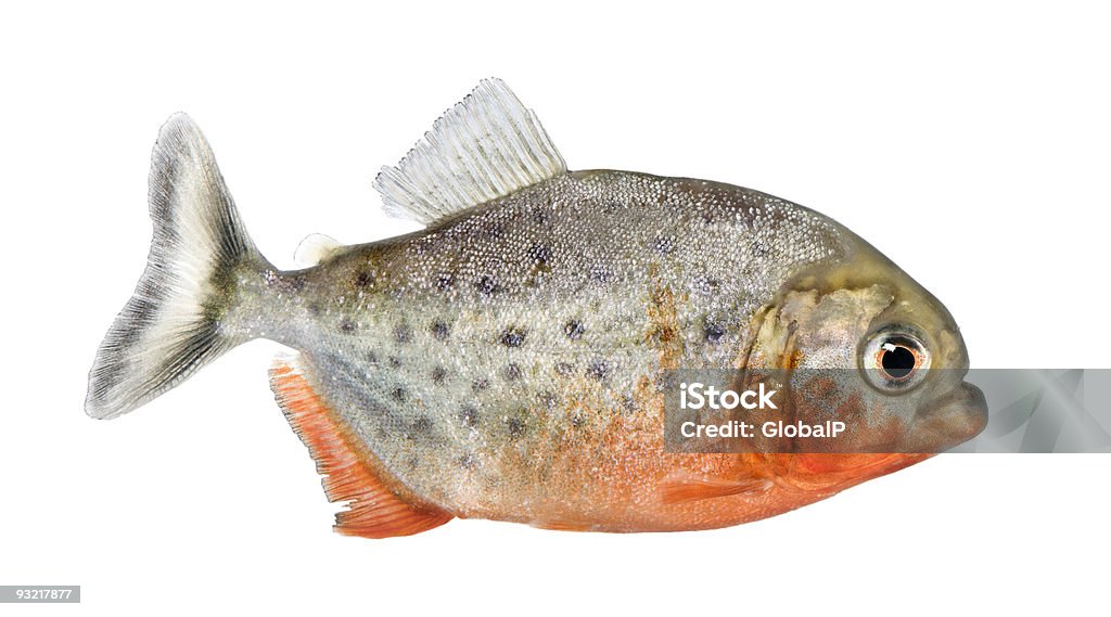 Vista lateral de um peixe-Serrasalmus nattereri Piranha - Foto de stock de Piranha royalty-free