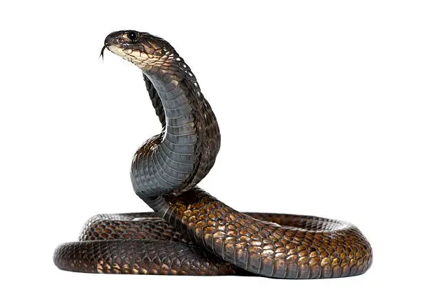 Photo of Egyptian cobra - Naja haje