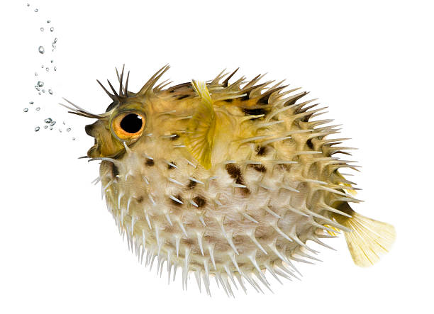 lungo la colonna vertebrale porcupinefish anche sapere come spiny pesce istrice - porcupinefish foto e immagini stock