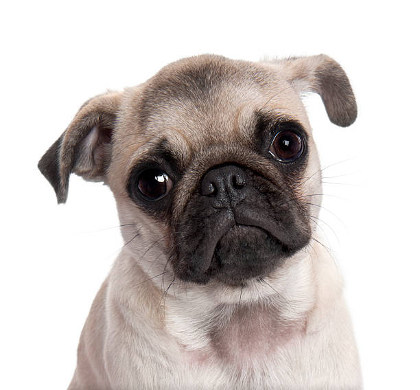 istock Close-up on a pug puppy (5 months old) 93217988