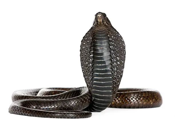 Photo of Black king cobra stands with head puffed out