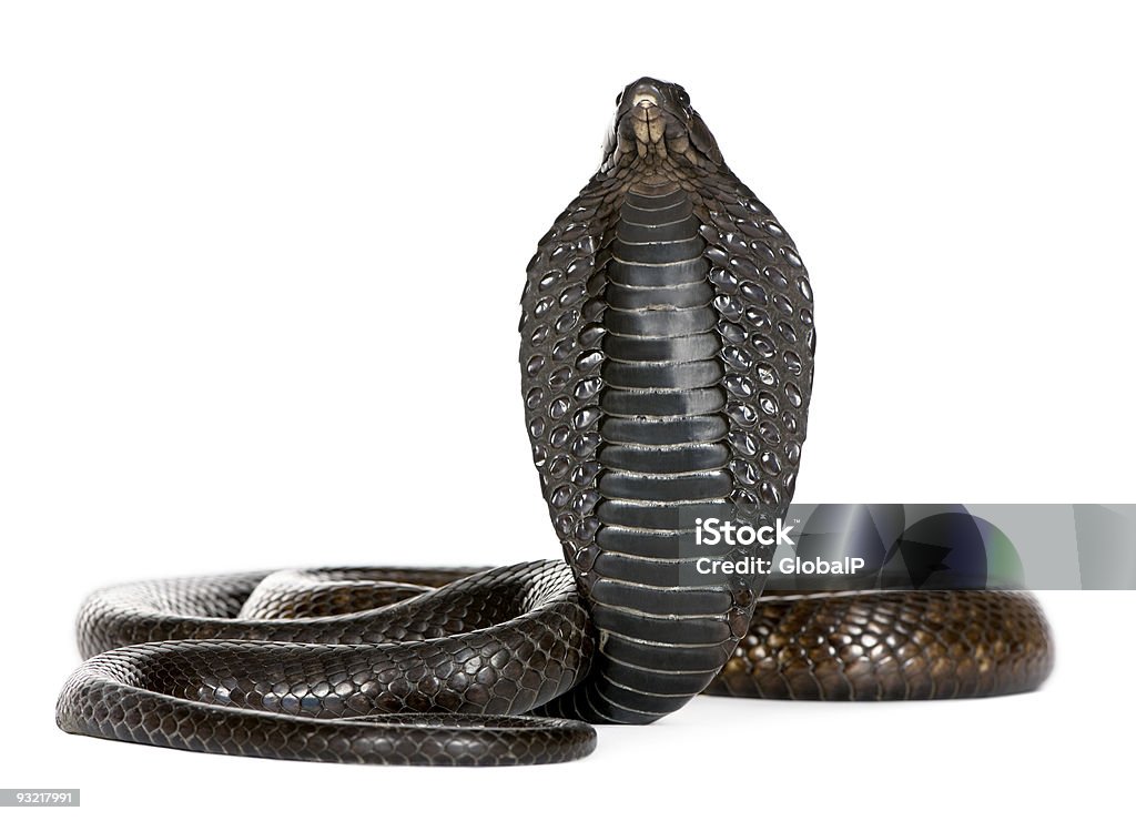 Kobra egipska-Naja haje - Zbiór zdjęć royalty-free (Kobra)