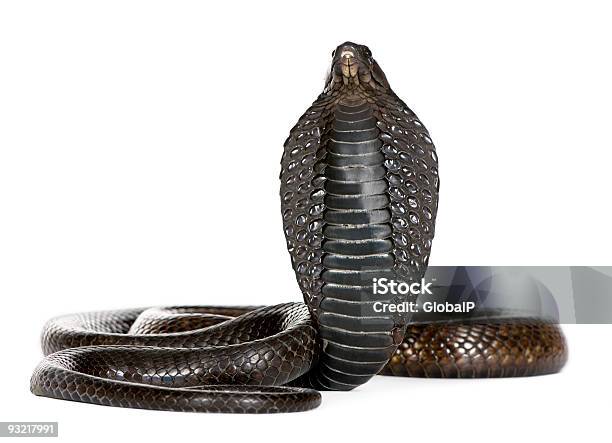 Kobra Egipskanaja Haje - zdjęcia stockowe i więcej obrazów Kobra - Kobra, Wąż, Widok od przodu