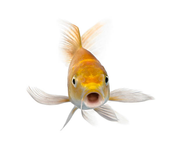Yellow Carp Stock Photo - Download Image Now - Fish, Front View, Looking At  Camera - iStock