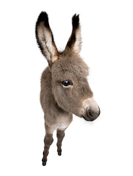 istock Wide-angle view of a donkey foal (2 months) 93218001