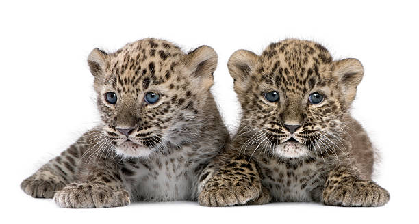 persian leopard cub (6 weeks) - leopard 2 個照片及圖片檔