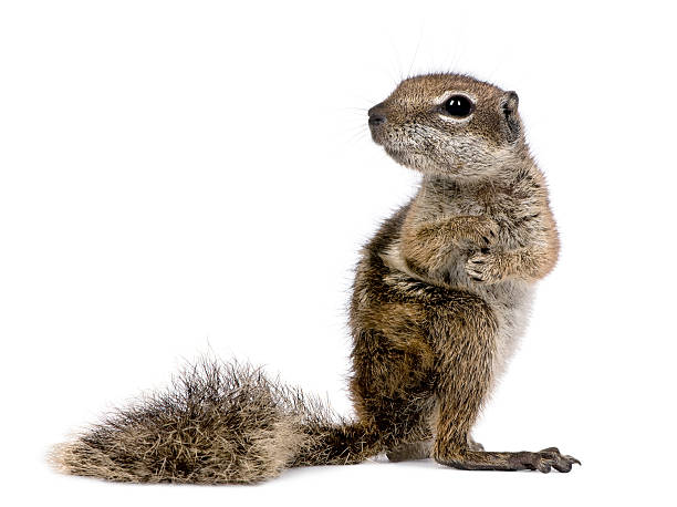 istock Barbary Ground Squirrel (Atlantoxerus getulus 93218007