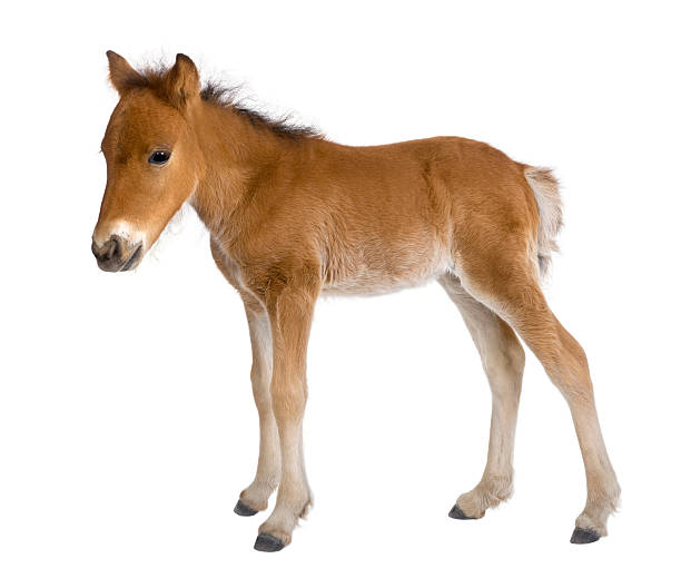 foal (4 weeks old) - foal bildbanksfoton och bilder