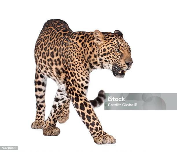 Retrato De Leopardo Panthera Pardus Caminar Foto De Estudio Foto de stock y más banco de imágenes de Leopardo