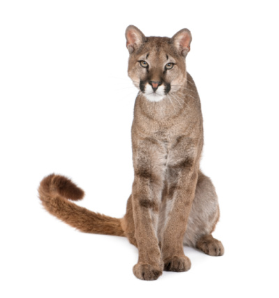 Portrait of mountain lion, Puma concolor. Also known as a puma or cougar.