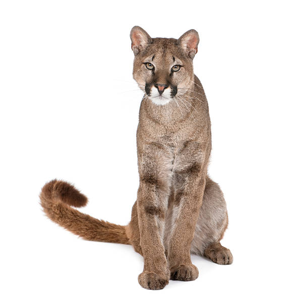 Puma Cub 1 Year Old Sitting Stock Photo - Download Image Now - Mountain Lion,  White Background, Cut Out - iStock