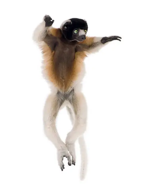 Young Crowned Sifaka, Propithecus Coronatus, 1 year old, dancing in front of white background, studio shot 