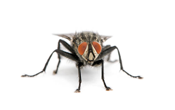 Portrait of flesh fly against white background  flesh fly photos stock pictures, royalty-free photos & images