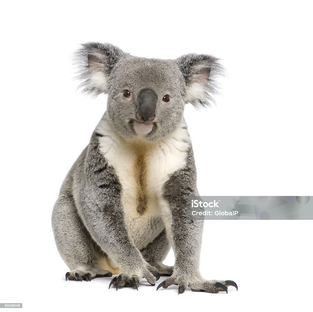 Porträt eines männlichen Koalabär vor weißem Hintergrund - Lizenzfrei Koala Stock-Foto