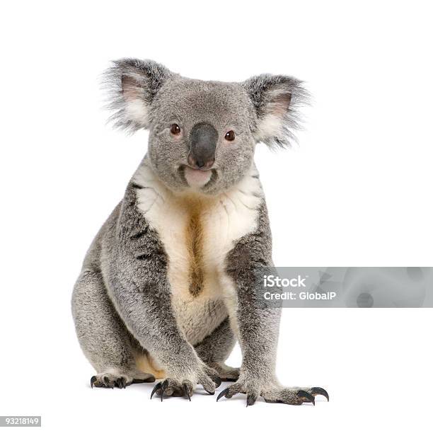 Porträt Eines Männlichen Koalabär Vor Weißem Hintergrund Stockfoto und mehr Bilder von Koala