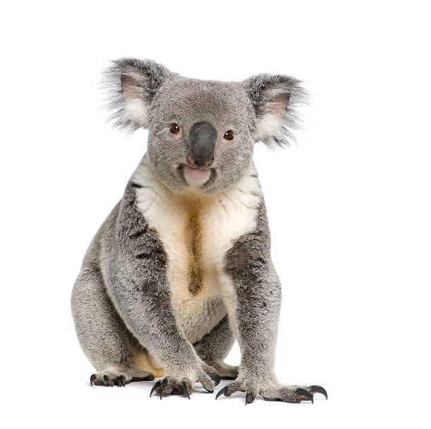 Male koala bear portrait in white background Portrait of male Koala bear, Phascolarctos cinereus, 3 years old, in front of white background, studio shot. claw photos stock pictures, royalty-free photos & images