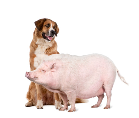 Gottingen minipig and dog standing in front of white background