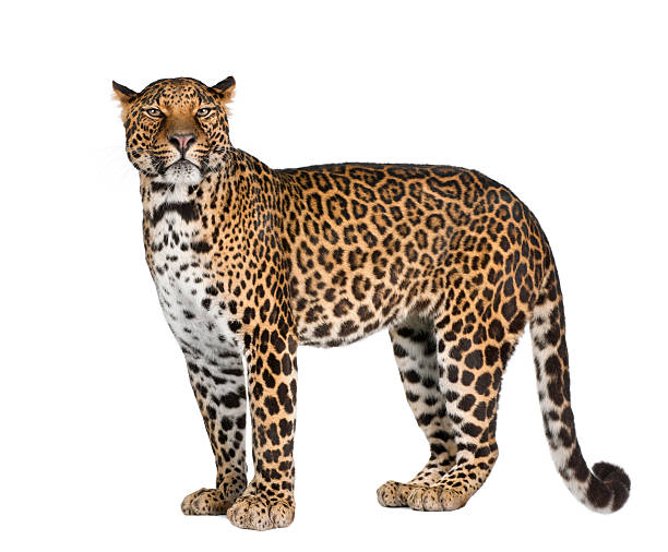 leopard, panthera pardus, de pie, vista lateral, foto de estudio - panthers fotografías e imágenes de stock