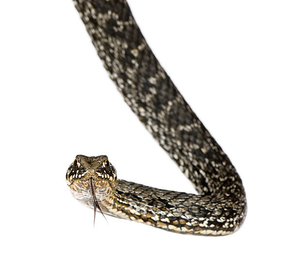 istock Horseshoe Whip Snake, against white background, studio shot 93218167