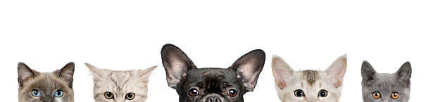 istock Dog head and cat heads in front of white background 93218169