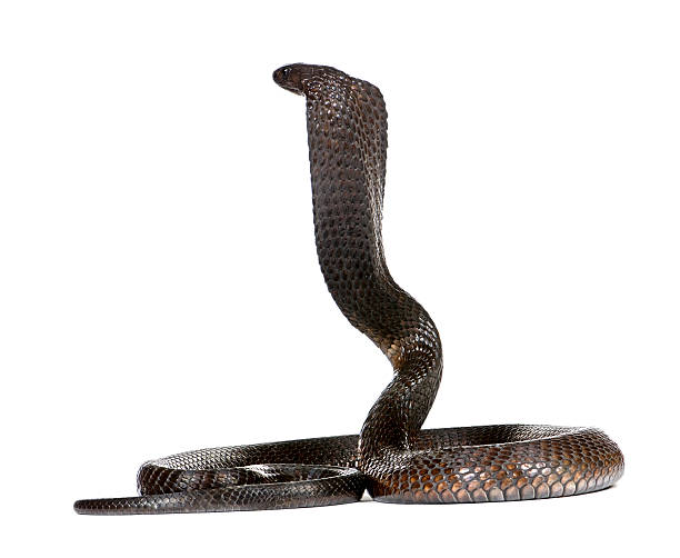 istock Egyptian Cobra, in front of a white background, studio shot 93218178