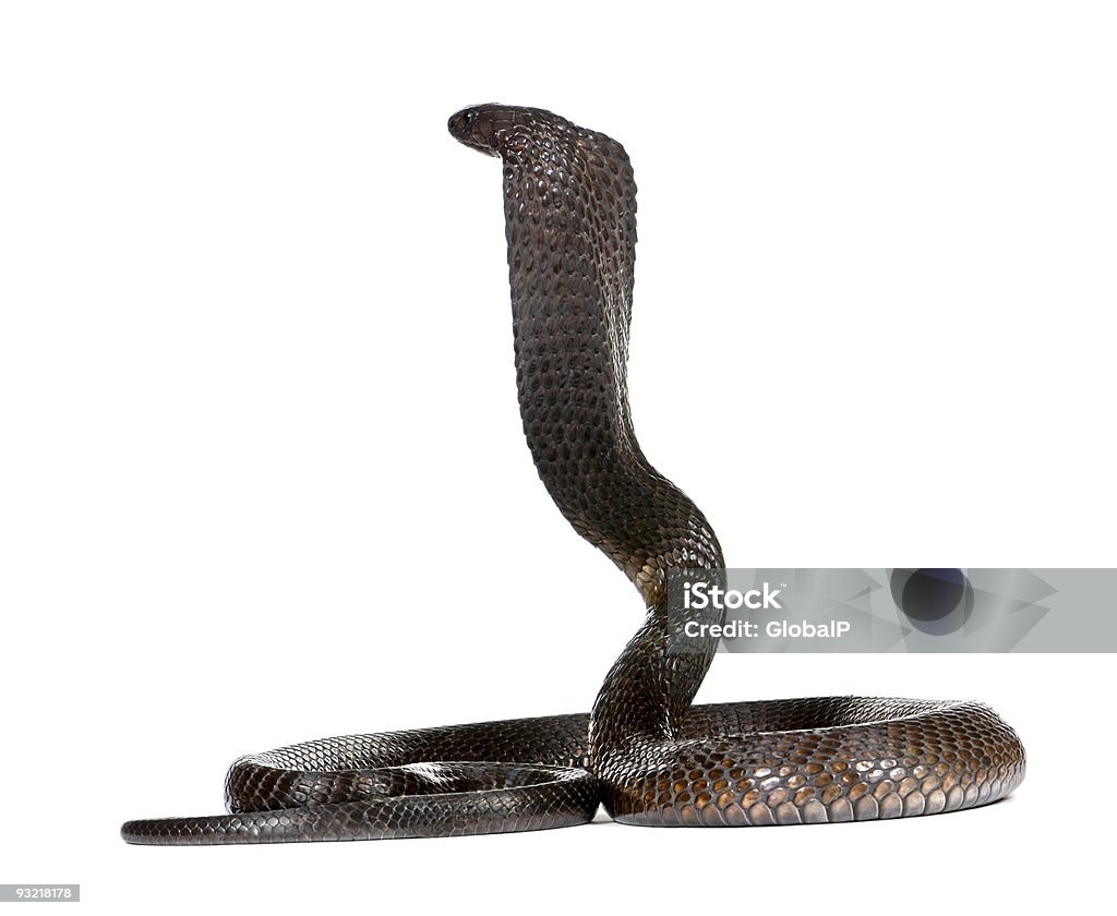 Египетская кобра, напротив белый фон, студия ВЫСТРЕЛ - Стоковые фото Змея роялти-фри