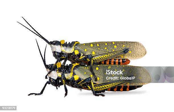 Ringgit Locust Stosunków Z Przodu Białe Tło - zdjęcia stockowe i więcej obrazów Gody zwierząt - Gody zwierząt, Temat zwierząt, Ujęcie studyjne