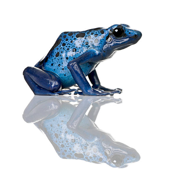 istock Side view of Blue Poison Dart frog 93218183