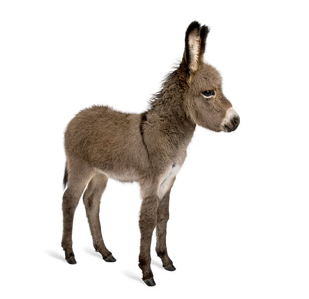 istock Side view of donkey foal standing against white background 93218186