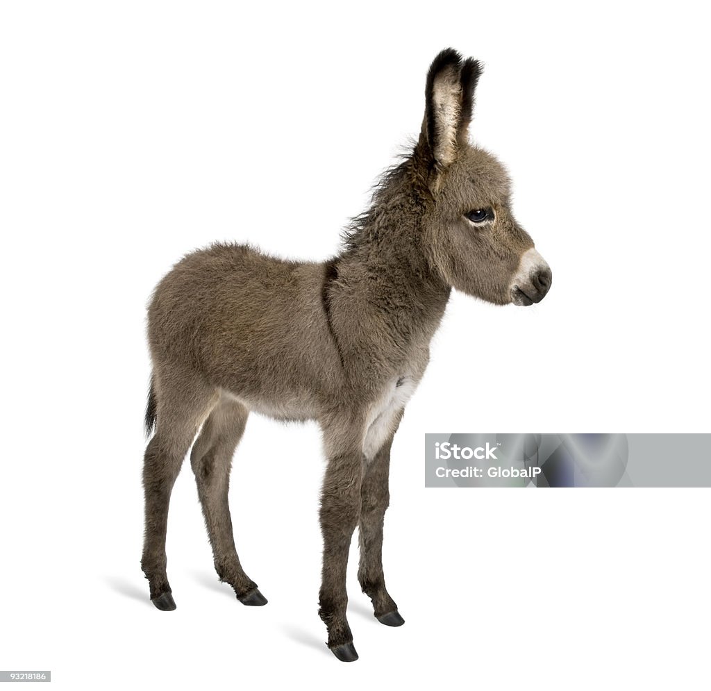 Side view of donkey foal standing against white background  Donkey Stock Photo