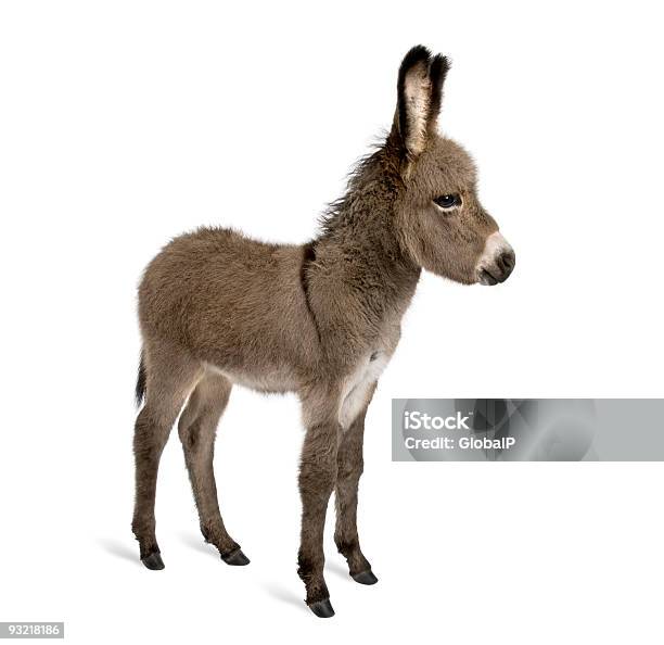 Side View Of Donkey Foal Standing Against White Background Stock Photo - Download Image Now