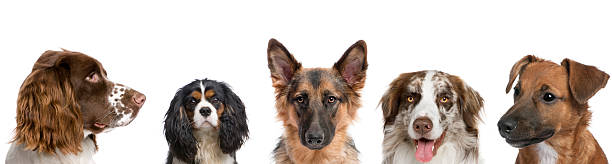 Portrait of different dogs against white background, studio shot  five animals stock pictures, royalty-free photos & images