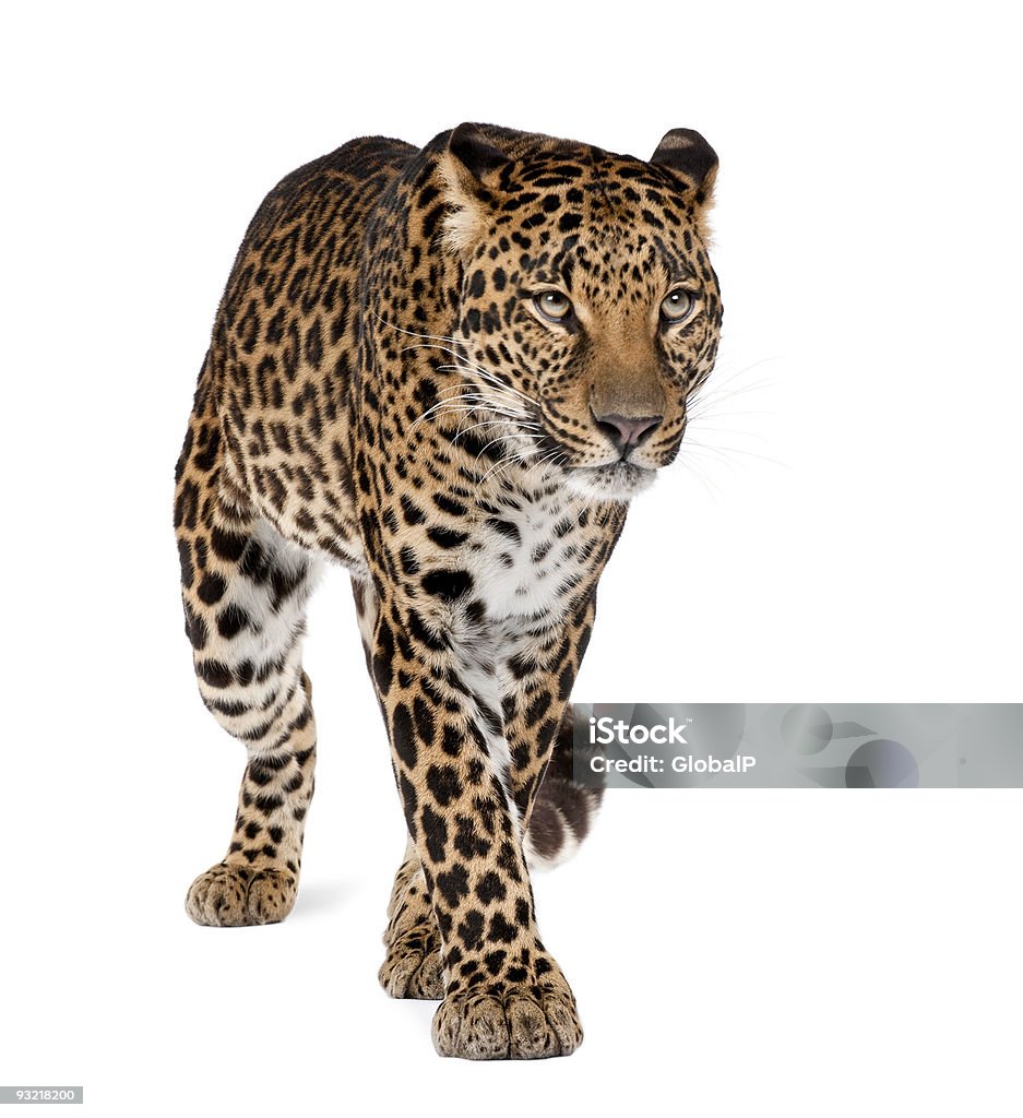 Léopard, Panthera pardus, marchant sur fond blanc, studio tourné - Photo de Panthère libre de droits