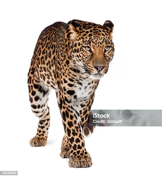 Photo libre de droit de Léopard Panthera Pardus Marchant Sur Fond Blanc Studio Tourné banque d'images et plus d'images libres de droit de Panthère