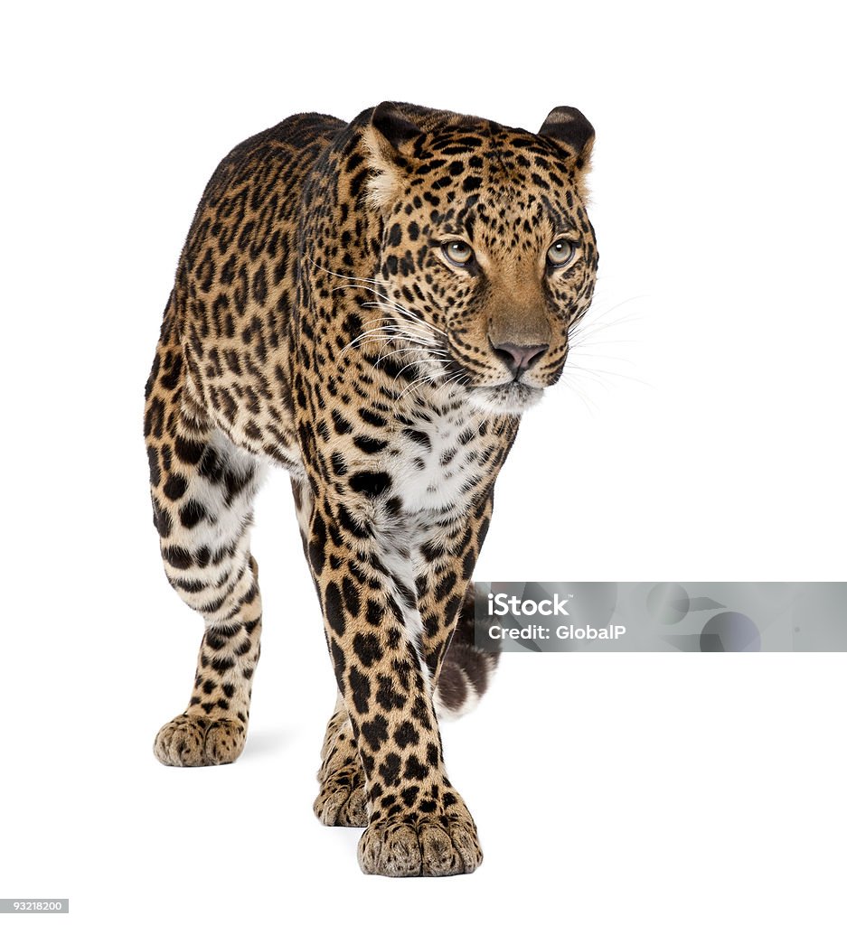 ,, пантера Leopard pardus, ходьба на белом фоне, студия ВЫСТРЕЛ - Стоковые фото Леопард роялти-фри