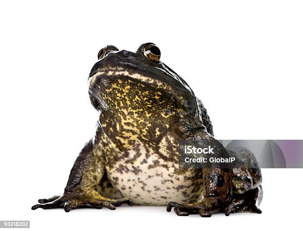 Rana Toro Rana Catesbeiana Contra Fondo Blanco Foto De Estudio Foto de stock y más banco de imágenes de Rana toro americana