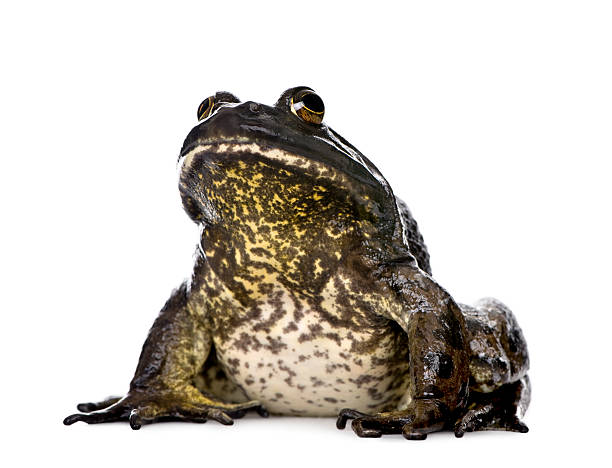 istock Bullfrog, Rana catesbeiana, against white background, studio shot 93218202