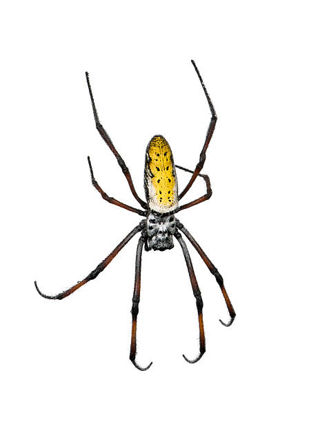 istock golden orb-web spider,Nephila inaurata madagascariensis 93218204