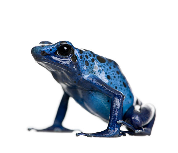 Blue Poison Dart frog against white background  poison arrow frog stock pictures, royalty-free photos & images