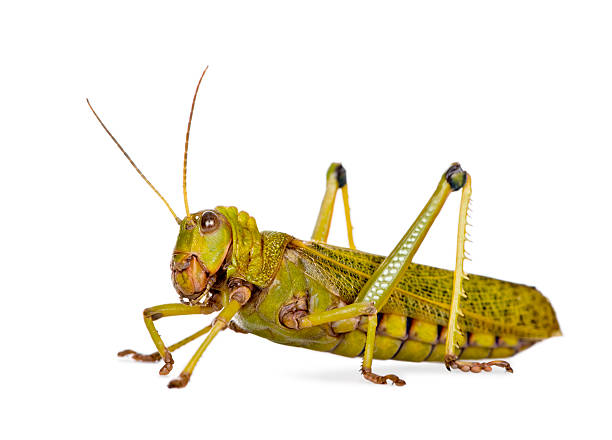 Side view Giant guianas locust, against white background, studio shot  giant grasshopper stock pictures, royalty-free photos & images