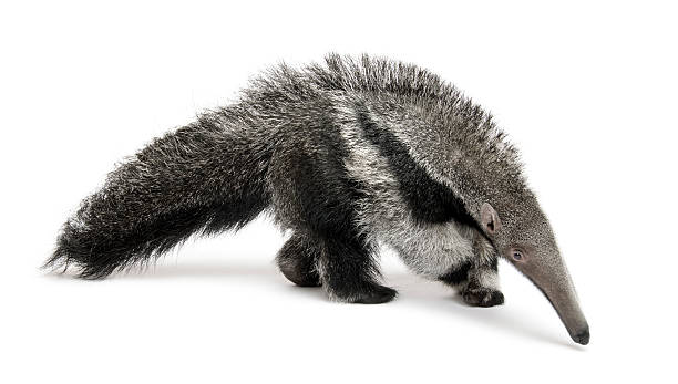 oso hormiguero gigante joven caminando en frente de fondo blanco - anteater fotografías e imágenes de stock