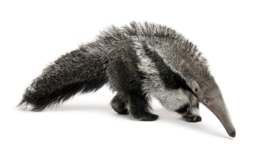 Young Giant Anteater, Myrmecophaga tridactyla, 3 months old, walking in front of white background, studio shot.