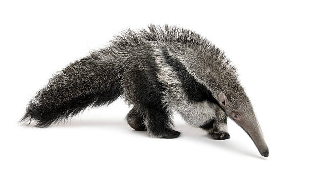Anteater Stock Photos, Pictures & Royalty-Free Images - iStock